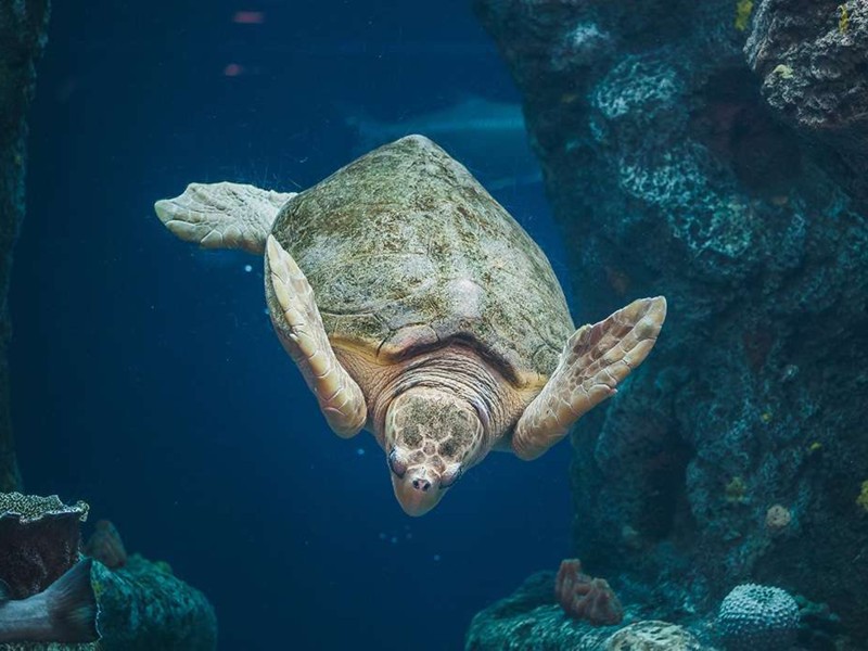 South Carolina Aquarium