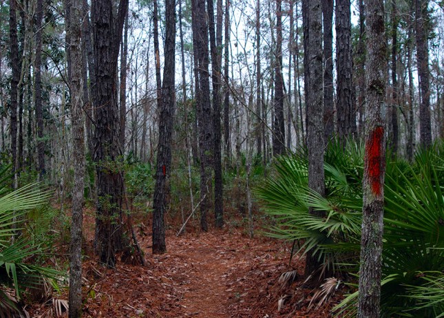 Tillie K. Fowler Park